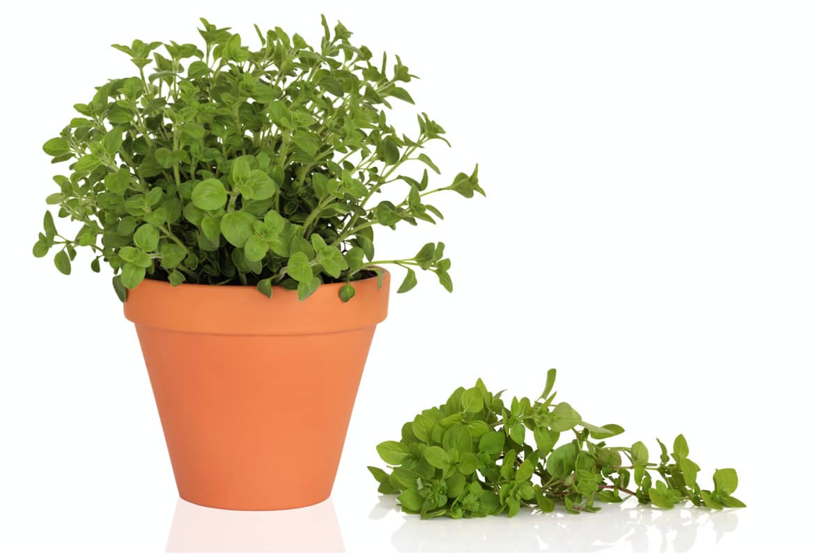 origano