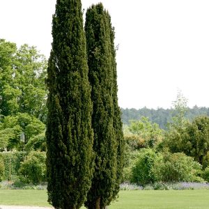 Taxus Fastigiata (Tisa)