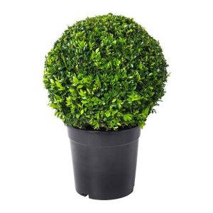 Šimšir (Buxus)