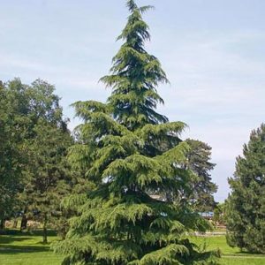 Cedrus