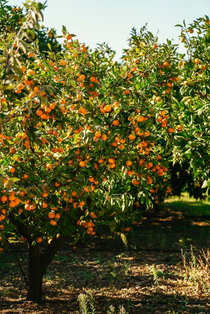 Mandarina