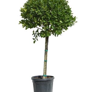 Ilex zeleni na štap