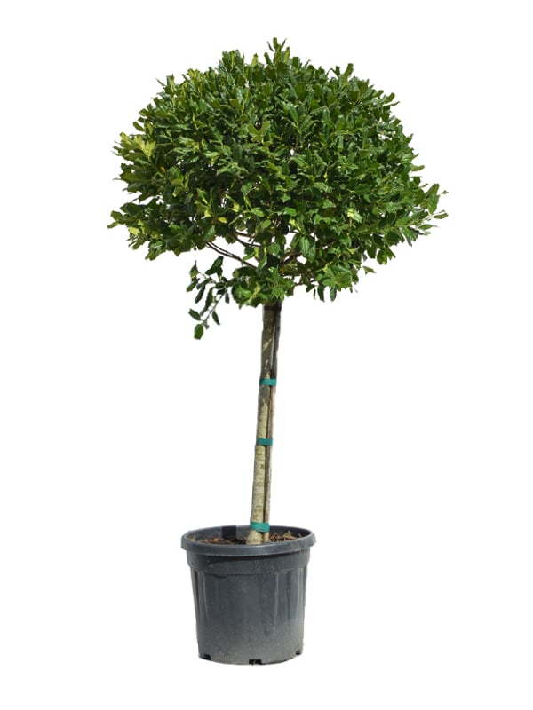 Ilex zeleni na štap