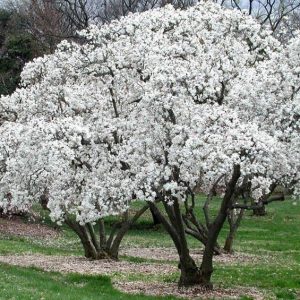 Magnolija