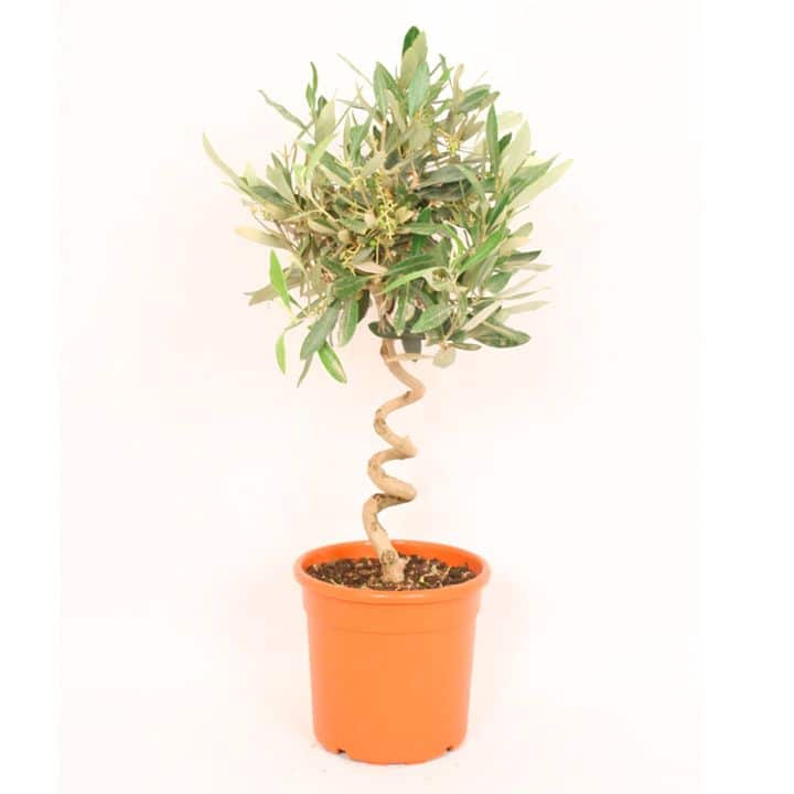 maslina spiralna