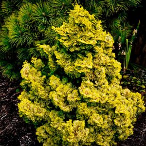 Chamacyparis Nana Gold