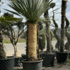 Yucca Rostrata